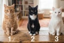 Trắc nghiệm: Chọn 1 chú mèo mà bạn muốn nuôi