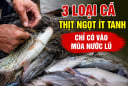 3 loại cá thịt ngọt ít tanh, chỉ có vào mùa nước lũ