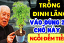 Tại sao nhiều người thích trồng đinh lăng trong nhà?