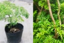 Vị trí trồng cây đinh lăng hút tài lộc, của cải vào nhà
