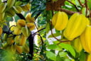 Người mệnh nào nên trồng cây khế để hút lộc vào nhà?