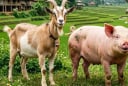 3 con giáp không hợp với lối sống xa hoa: Càng có tiền càng sống giản dị, tích lũy mới là ưu tiên