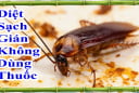 Cách đuổi gián không cần dùng hóa chất