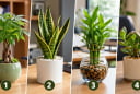 Chọn 1 cây cảnh để bàn làm việc để xem đường công danh của bạn gập ghềnh hay thuận lợi ra sao