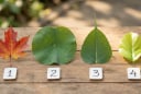 Trắc nghiệm: Chọn 1 chiếc lá bạn thích nhất