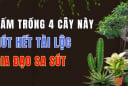 3 loại cây trồng trước nhà phá tài: Cây càng xanh người càng suy