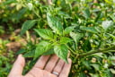Đừng chỉ dùng quả ớt: Phần lá cũng là 'kho dinh dưỡng' mà nhiều người bỏ qua