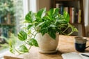 5 cây cảnh hợp cả 5 mệnh, nên đặt trong phòng khách để hút tài lộc