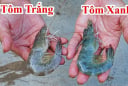 Chọn tôm nên mua tôm trắng hay tôm xanh?