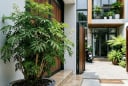 Tại sao nên trồng cây đinh lăng ở cổng nhà? Có 4 lý do đặc biệt