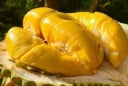 5 người không nên ăn sầu riêng, càng ăn càng gây hại