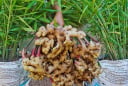 Mẹo trồng gừng củ to, đẻ nhiều nhánh