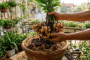 Trồng gừng muốn củ to, đẻ kín chậu: Chỉ cần nhớ 5 mẹo này