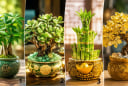 Chọn 1 cây tài lộc, xem vận may tài chính từ nay tới cuối năm