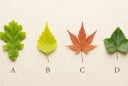 Chọn một chiếc lá bạn thích nhất để khám phá vận may tháng 8