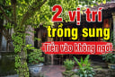 Cửa nhà nên trồng 1 hay 2 cây sung là tốt nhất?