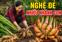 Mẹo trồng nghệ đẻ nhiều nhánh con, củ nào cũng mập mạp