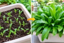 Cách trồng rau mùi tàu trong chậu nhanh được ăn, quanh năm xanh tốt, không phải gieo mới
