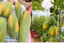 Cách trồng đu đủ trong chậu cho quả sai trĩu trịt