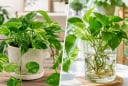 Cây trầu bà nên trồng thủy sinh hay trồng trong đất?