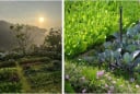 Không gian sống chữa lành: Khu vườn nhỏ giúp tìm lại sự bình yên