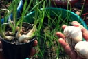 Mẹo trồng tỏi từ tỏi mọc mầm, củ to tròn, ăn quanh năm