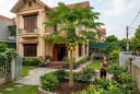 Có nên trồng cây đu đủ trước nhà? Giải mã ý nghĩa phong thủy và tài lộc ít người biết!