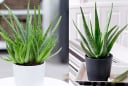 Mẹo trồng nha đam (lô hội) trong đất và thủy sinh, cho lá to, mập