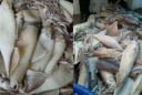 Thấy mực có 5 dấu hiệu này, tuyệt đối không mua