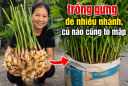 Cách trồng gừng đẻ nhiều nhánh, củ nào cũng to mập