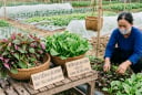 3 loại rau ăn lá có khả năng 'ngậm' nhiều kim loại nặng nhất: Nhà nào cũng mua nhưng ít người biết