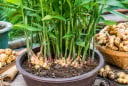 6 mẹo trồng gừng trong chậu giúp đẻ nhiều nhánh, củ to, vừa làm cây cảnh đẹp vừa để ăn