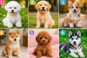 Chọn 1 chú cún bạn yêu thích nhất: Tiết lộ ấn tượng đầu tiên người khác thường có về bạn