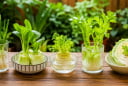 5 loại rau có thể trồng lại từ phần gốc bỏ đi, không cần mua giống