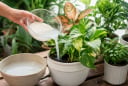 Có phải mọi loại cây đều thích được tưới nước vo gạo?