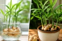 Trồng gừng cảnh nên trồng thủy sinh hay trồng trong đất?