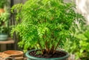 Cách trồng đinh lăng trong chậu để cây xanh tốt quanh năm không sợ vàng lá