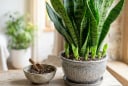 Chỉ cần thêm 1 thìa này, cây lưỡi hổ bật mầm liên tục, lá cứng đẹp quanh năm