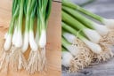 Phần rễ hành lá không phải đồ bỏ đi, giữ lại có lợi ích đặc biệt