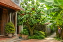 Người xưa dặn: 2 cây trồng trước cửa dễ cản tài lộc, chuyển ra sau nhà lại giúp giữ của cải giàu sang