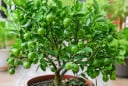 Nhiều người thích trồng cây chanh vì quá nhiều lợi ích, mách mẹo hay để chanh trồng chậu cũng xanh tốt, nhiều quả