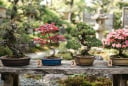 Trắc nghiệm: Hãy lựa chọn 1 bình bonsai bạn ấn tượng nhất