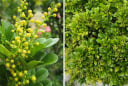 Có nên trồng cây ngâu trước nhà?
