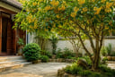 Người xưa nói: Trồng cây mộc hương đúng vị trí này, gia đình êm ấm, con cháu hưởng phước