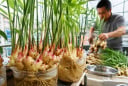 Mẹo trồng gừng không cần tưới vẫn ra mầm tua tủa