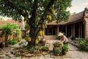 5 lý do nên trồng ngay một cây mít trong vườn nhà: Vừa hút tài lộc, vừa thu lợi đủ đường