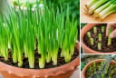 Cách trồng hành lá trong chậu bằng phần gốc bỏ đi, xanh tốt quanh năm, trồng 1 lần thu nhiều năm