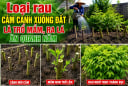 Loại rau cắm cành xuống đất là trổ mầm, ra lá ăn quanh năm