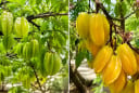 Trồng cây khế phong thủy nên chọn khế chua hay khế ngọt để gia đình thêm may mắn?