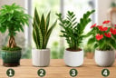 Chọn 1 chậu cây cảnh để xem con đường làm giàu của bạn đang có dấu hiệu gì, nên sửa gì?